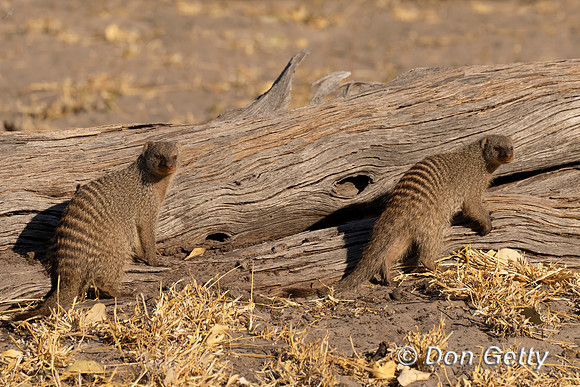 Banded Mongoose