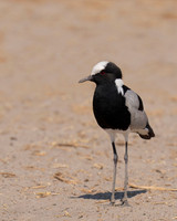 Blacksmith Lapwing