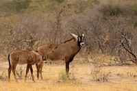 Roan Antelope