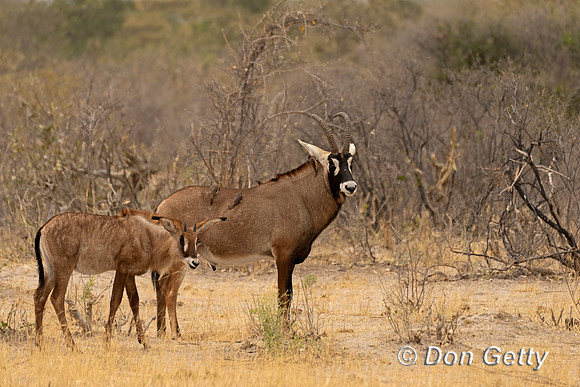 Roan Antelope