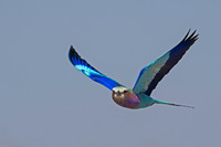 African Birds