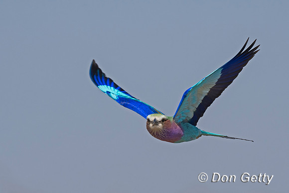 Lilac-breasted Roller