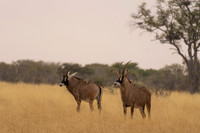 Roan Antelope