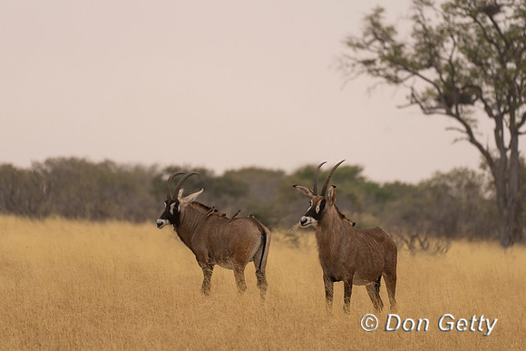 Roan Antelope