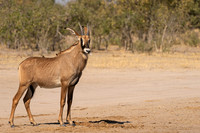 Roan Antelope