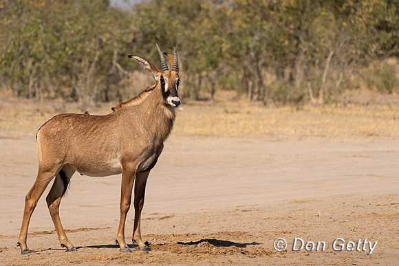 Roan Antelope