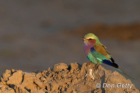 Lilac-breasted Roller