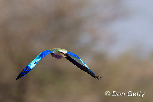 Lilac-breasted Roller