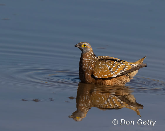 Burchell's Sandgrouse