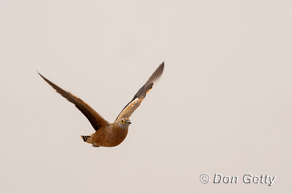 Burchell's Sandgrouse