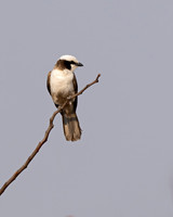 White-crowned Shrike