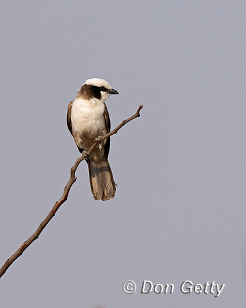 White-crowned Shrike
