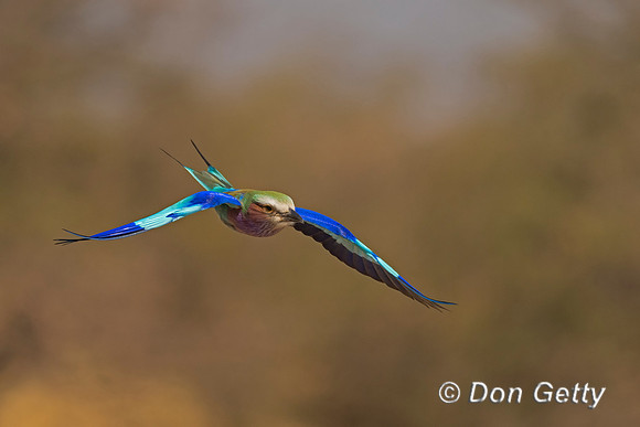 Lilac-breasted Roller