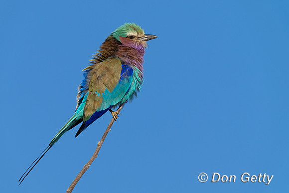 Lilac-breasted Roller