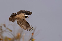 White-crowned Shrike