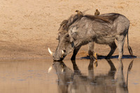 Warthog