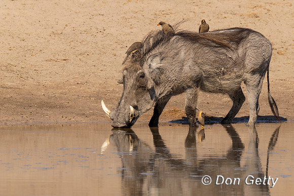 Warthog