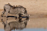 Warthog
