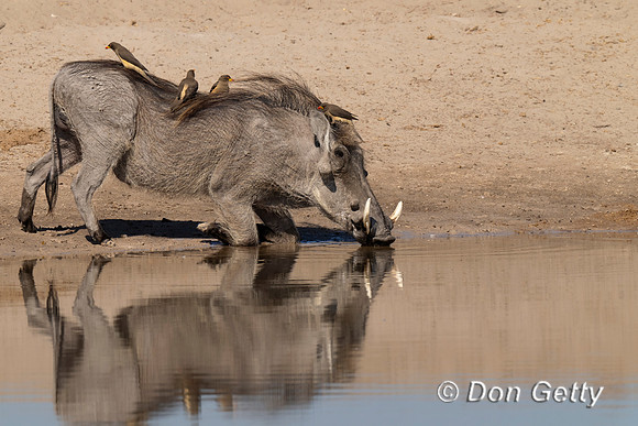 Warthog