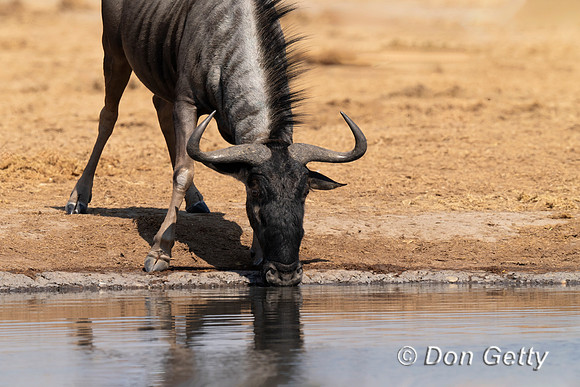 Wildebeest