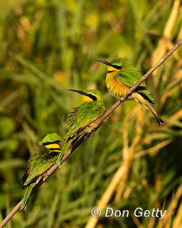 Little Bee-eater