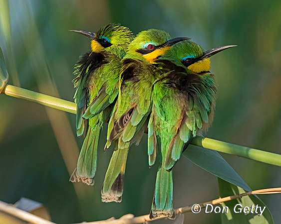 Little Bee-eater