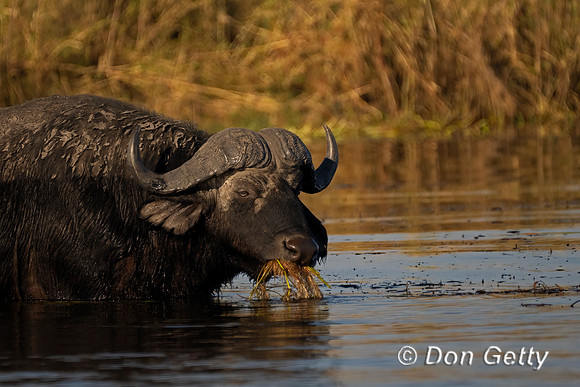 African Buffalo