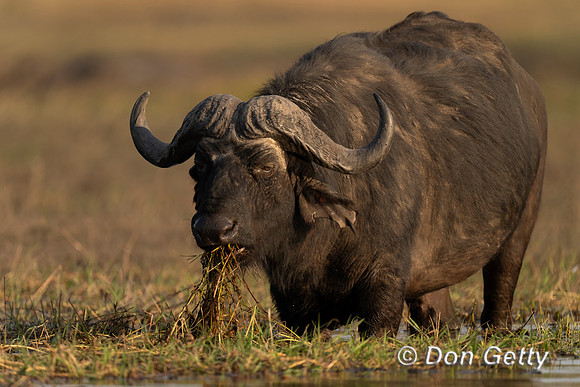 African Buffalo