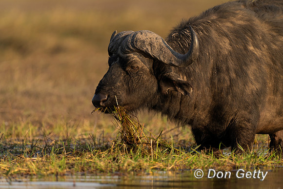 African Buffalo