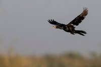 Long-tailed Cormorant