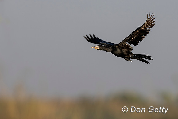 Long-tailed Cormorant