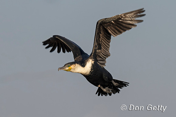White-breasted Cormoran