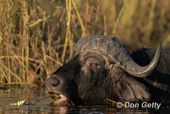 African Buffalo
