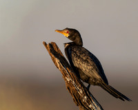 Long-tailed Cormorant