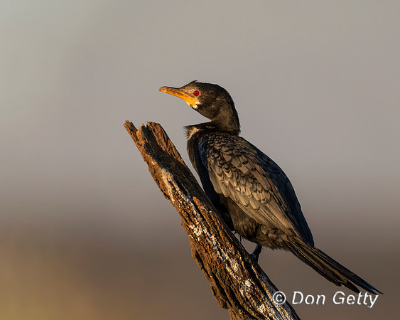 Long-tailed Cormorant