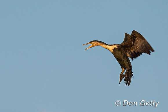 White-breasted Cormoran