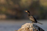 Long-tailed Cormorant