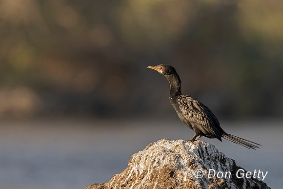 Long-tailed Cormorant