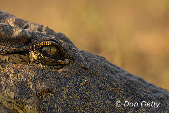 Nile Crocodile