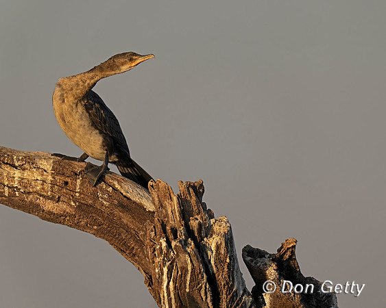 White-breasted Cormoran