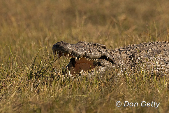 Nile Crocodile