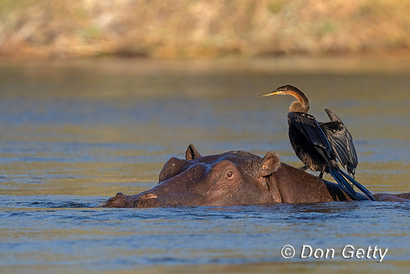 African Darter