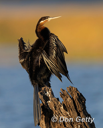 African Darter
