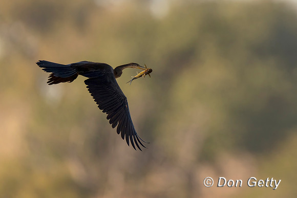 African Darter