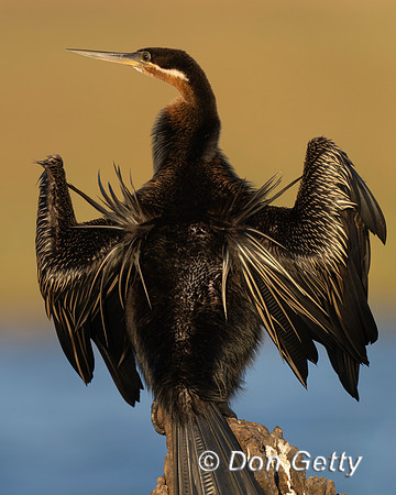 African Darter