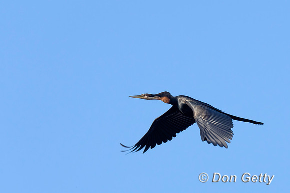 African Darter