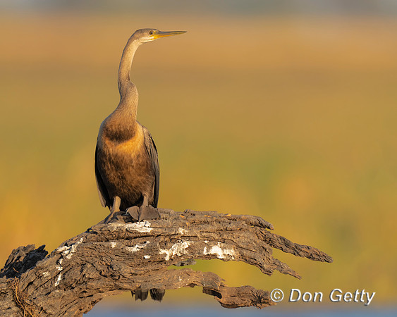 African Darter