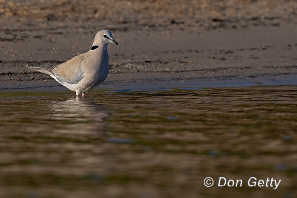 Ring-necked Dove,