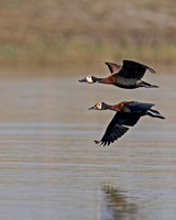 White-faced Whistling ​​​​​​​Duck