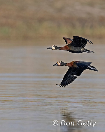 White-faced Whistling ​​​​​​​Duck